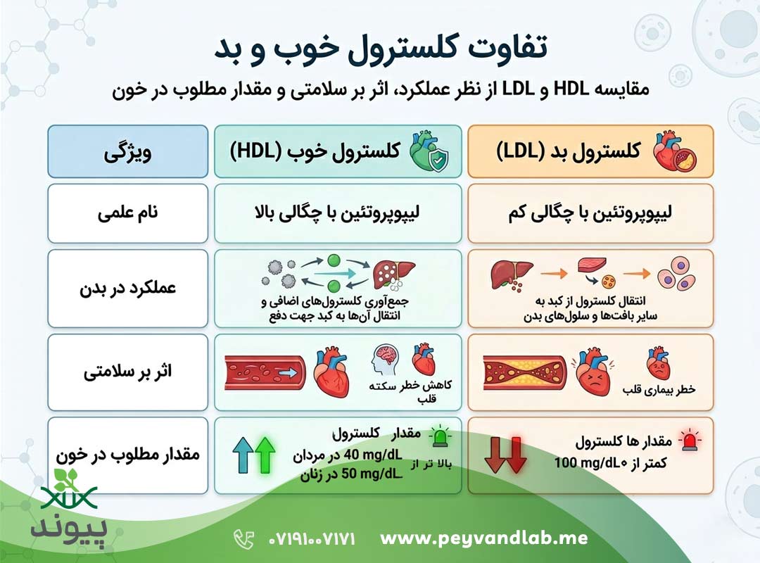تفاوت کلسترول LDL و HDL در آزمایش خون