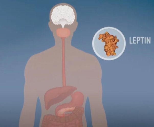 Leptin, Serum