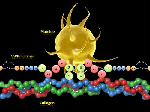 Von Willebrand Factor Activity